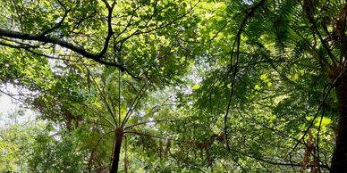 Sunlight filters through lush green forest canopy with tree ferns.