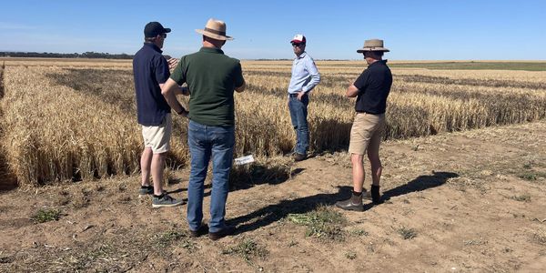 Four men discussing in a wheat field under clear blue sky.