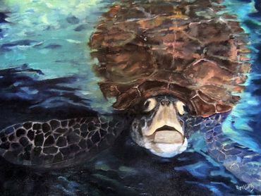 Curious turtle - SOLD