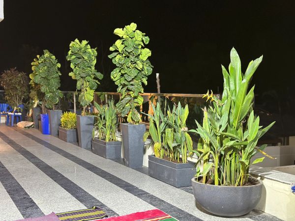 Row of potted plants aligned on a tiled floor at night.