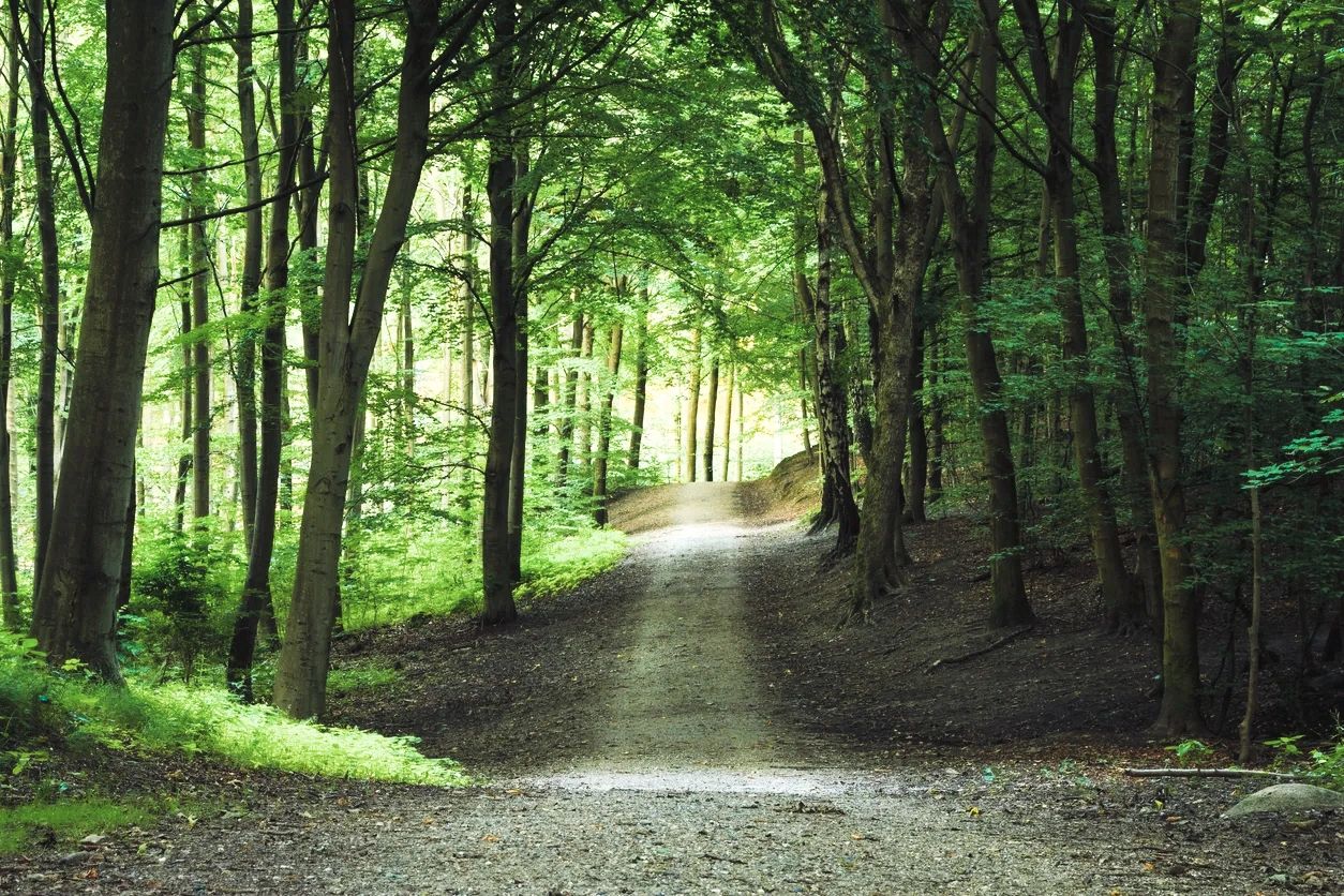 A sunlit forest path surrounded by tall green trees.