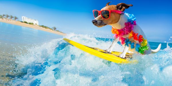 A dog wearing sunglasses and a colorful lei surfing on a yellow board.
