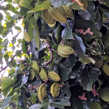 Pongamia seed pods growing on a leafy tree branch in Brisbane