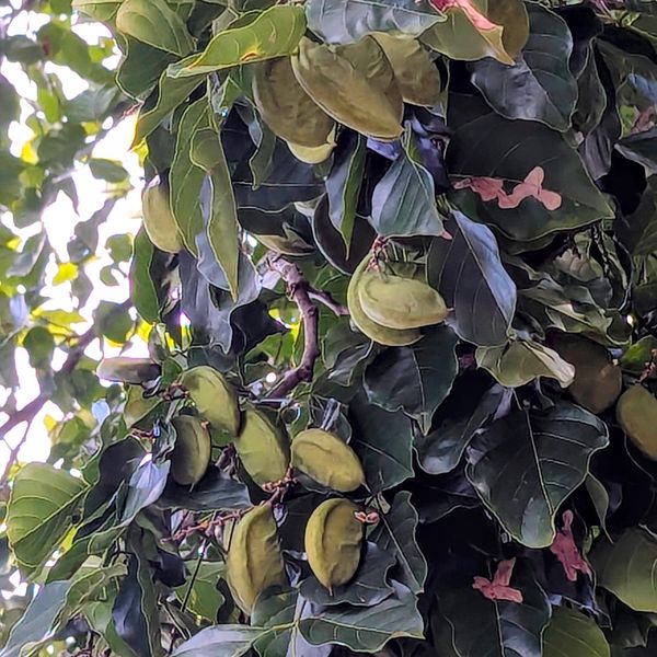 Pongamia seed pods growing on a leafy tree branch in Brisbane
