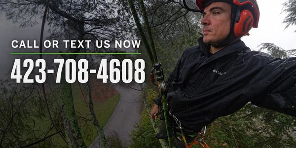 Happy Valley Tree Care and Removal gallery 3