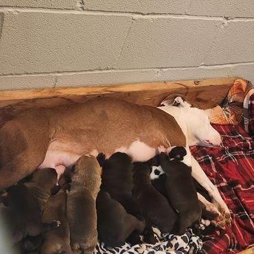 Moxie and her 9. They came to us after their family lost their home. All of the babies have been ado