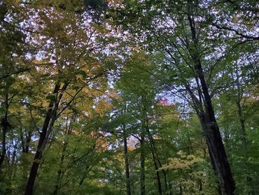 A peaceful autumn forest path inviting reflection and gentle forward movement.