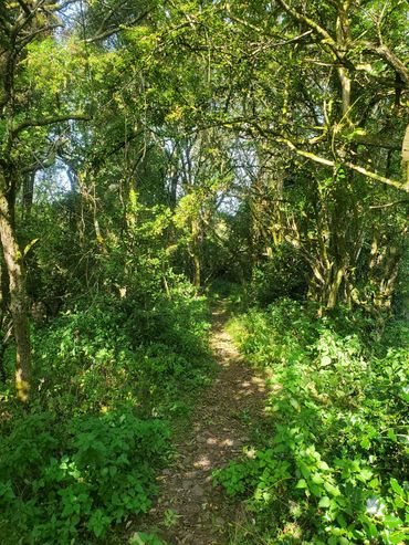 A shaded forest path beneath a lush green canopy, creating a sense of safety and calm.