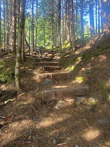 A sunlit forest path symbolizes the gentle, compassionate journey toward greater self-awareness and