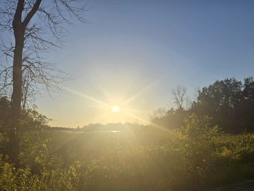 Morning forest light representing hope and healing.