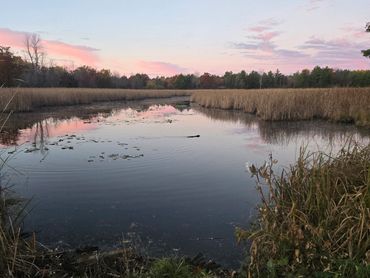 Quiet marsh symbolizing calm and healing.