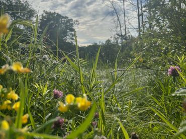 Georgian Bay wildflower meadow representing growth and hope.