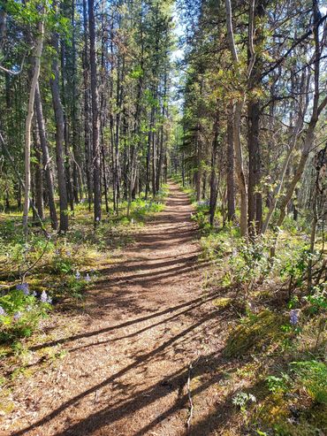A long forest trail stretching into the distance, symbolizing the ongoing journey of healing and sel