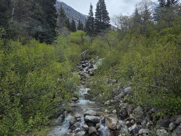 A mountain stream representing resilience, renewal, and life's natural flow.