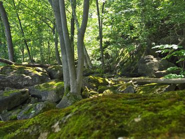 Trees reaching toward the river, representing resilience, belonging, and relationship with the natur