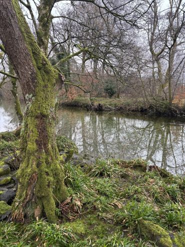 Woodland pond symbolizing calm and regulation.