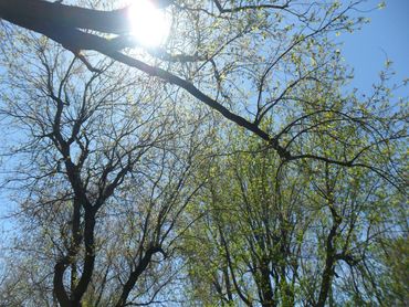 Forest canopy representing presence and awareness