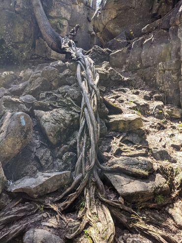 Tree roots symbolizing grounding and safety.