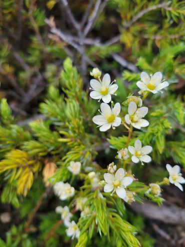 Wildflowers representing hope, growth, and gentle renewal.