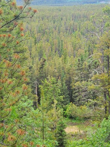 A forest overlook representing perspective and reconnection.