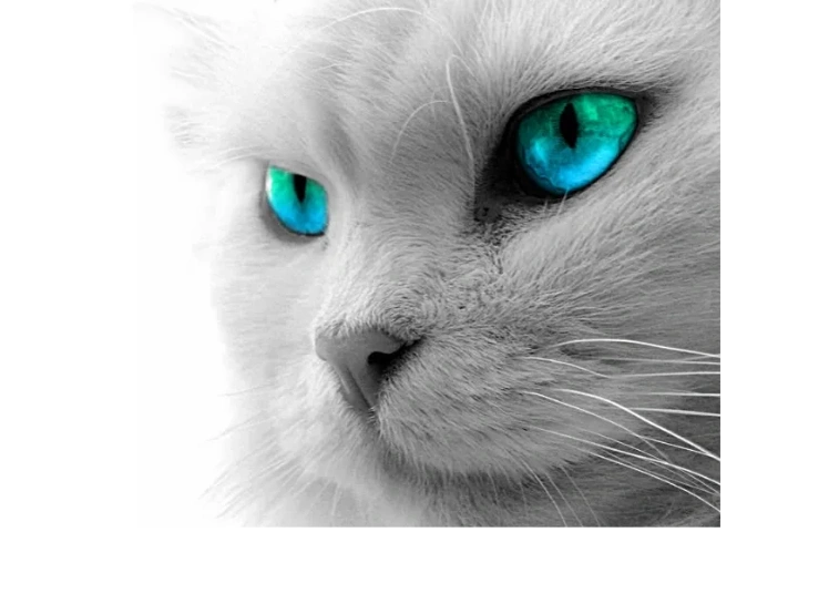 White cat with piercing blue eyes