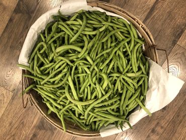 Fresh Green Beans for Days!