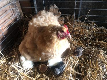 Baby Chicks, hatched right here on our farm.