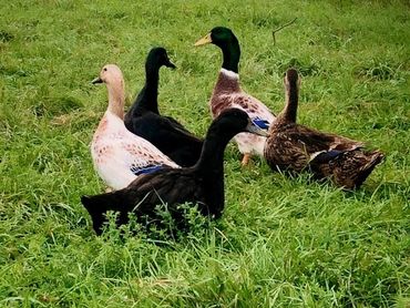 Happy Ducks Friends.
