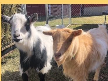 Goats, well there Goats.