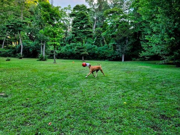 A dog playing with a ball in a large grassy park surrounded by trees.