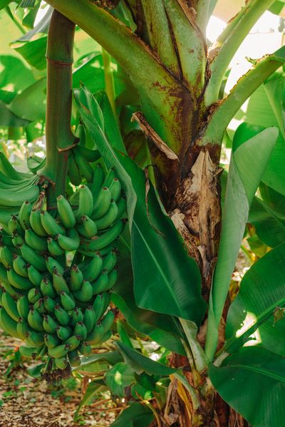 Bananas New River Gardens Healthy Green Permaculture