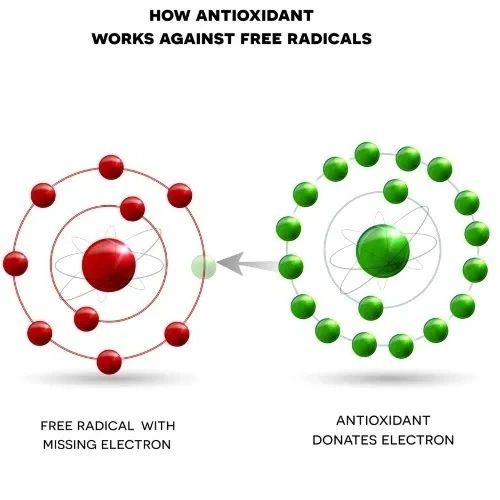 Antioxidants give free radicals an electron to stabilize an atom.