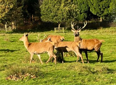 Wednesday walk around Tatton Park led by Phil and Yvonne, about 9 miles.