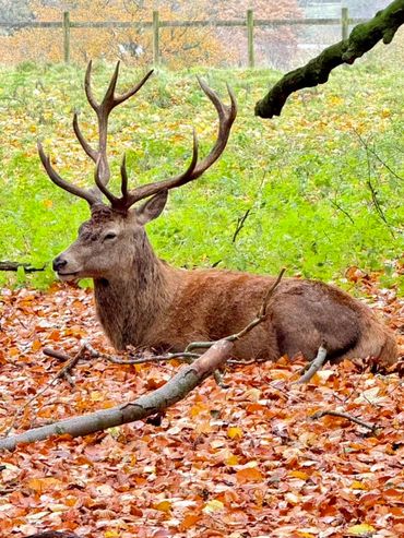 Wednesday walk around Tatton Park led by Phil and Yvonne, about 9 miles.