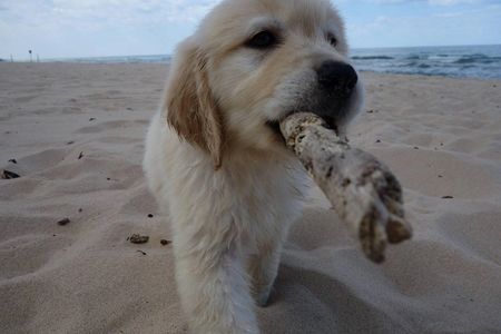 Golden retriever puppy carrying a stick on the beach.