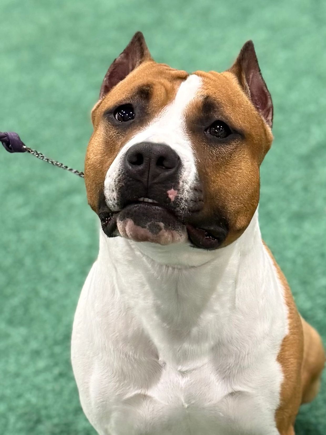 Close-up of a calm American Staffordshire Terrier with a white and brown coat.