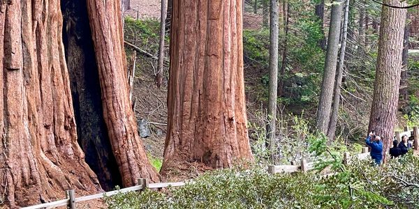 large Sequoia trees
