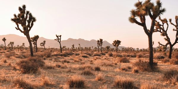 Joshua Trees in a desert landscape