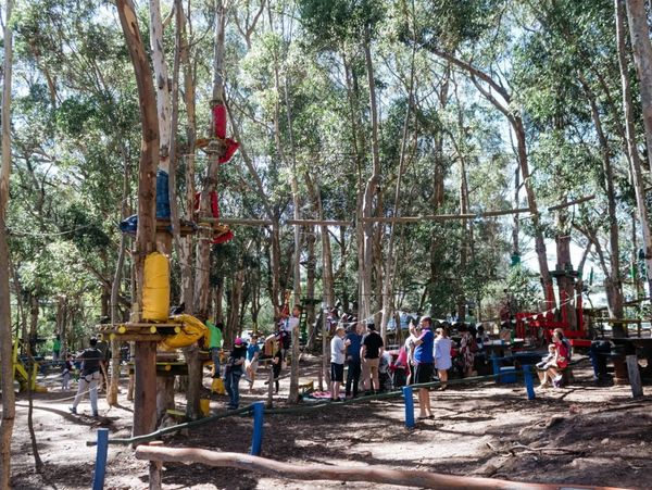 Ropes course among trees