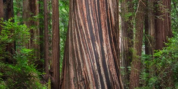 Large redwood tree in forest