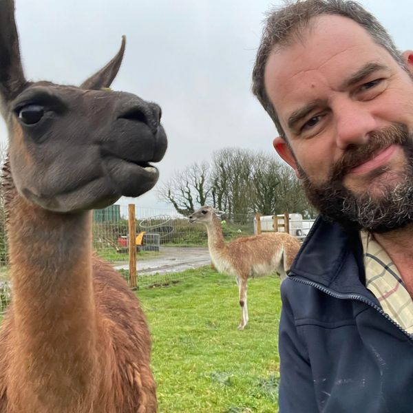Man taking a close selfie with two llamas in a grassy field.