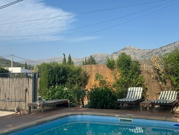 Two dogs relaxing by a pool with mountain views and garden greenery.