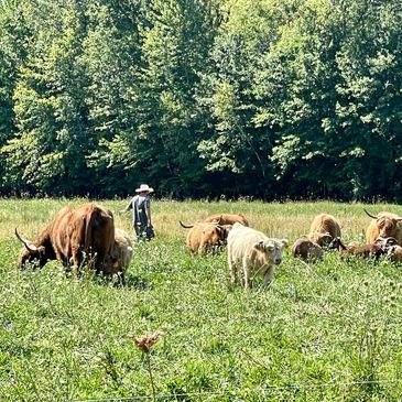 Farmer walking in pastures with horned scottish highland cows