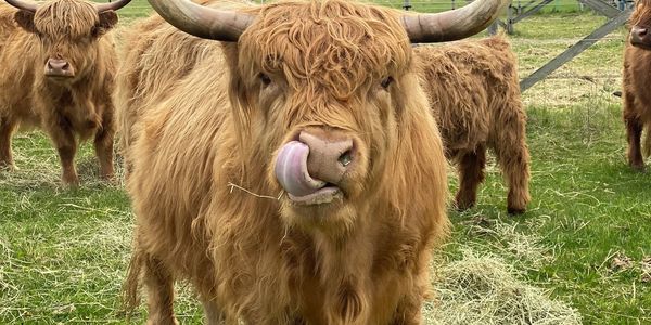 Grass fed Highland Cow licking its nose