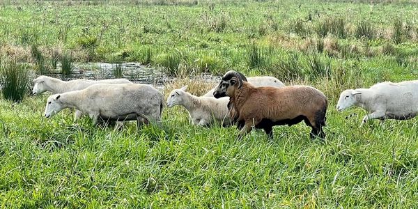 Sheep and Ram grazing