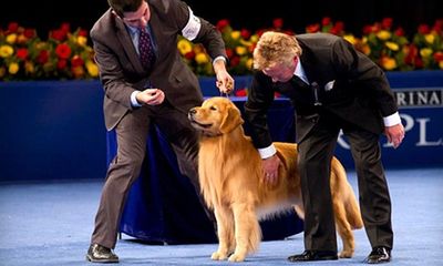 A Golden Retriever is judged in a dog show ring by two men in suits.
