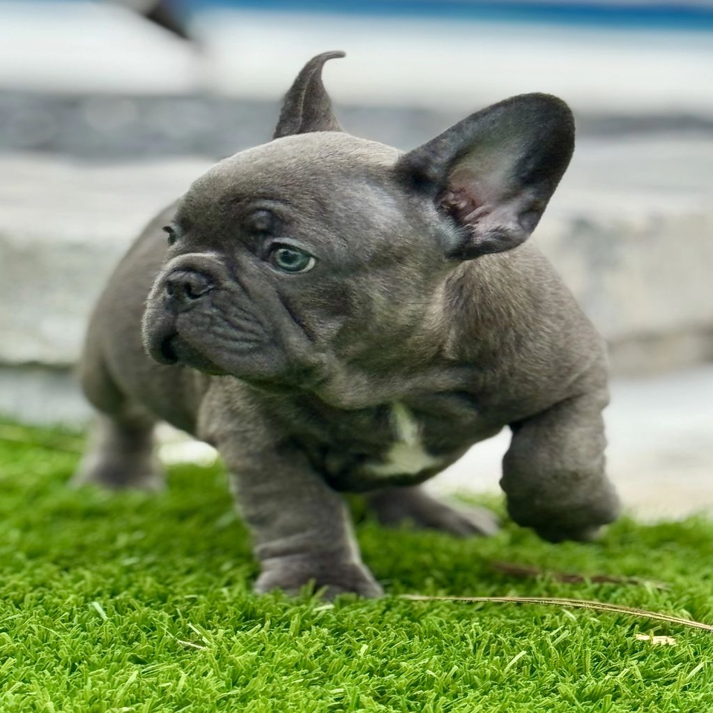 Blue Brindle with great personality and perfect structure