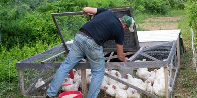 A man tends to chickens in an outdoor coop on a farm.