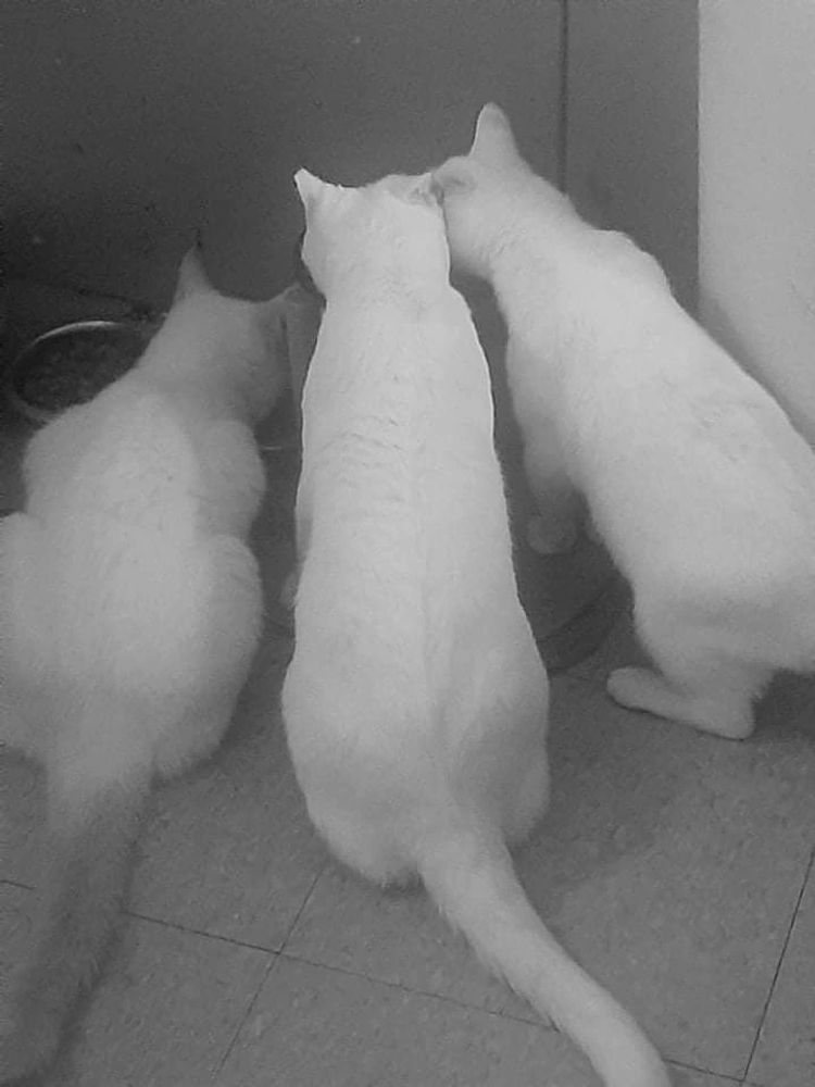 Orion, Onyx, and Maverick eating together