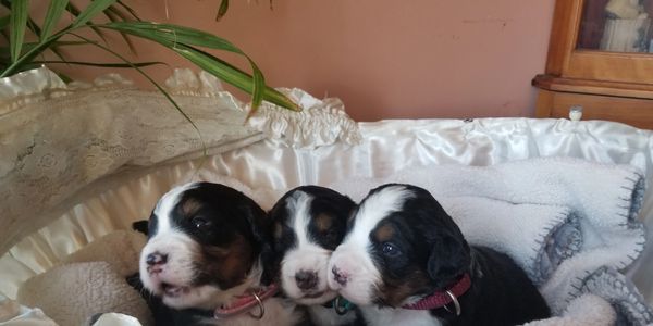 100% European lineage